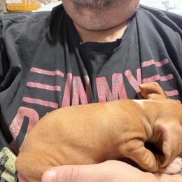 Dachshund Puppies from Witchy Woman’s Wiener’s