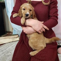Goldendoodle Puppies from Goldendoodles from Goshen Blessings