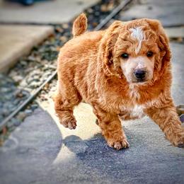 Poodle Puppies from Cityscape Moyen Poodles