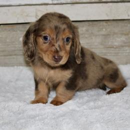 Girl 1 - Dapple female Dachshund puppy in Paris, Texas from Kuttin’ Up Mini Aussies