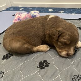 Holly - Red tri-color female Australian Shepherd puppy in Waxahachie, Texas from Volks Aussies