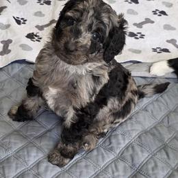 Cookie - Blue merle female Bernedoodle puppy in Mc Gaheysville, Virginia from Doting Doodles
