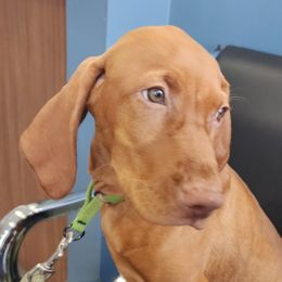 Zion - Vizsla puppy in Texas from Virag Vizsla