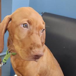 Zion - Vizsla puppy in Texas from Virag Vizsla