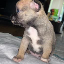 Legacy - Black sabled fawn female Chihuahua puppy in New Castle, Delaware from Sasha’s Elite Kennel LLC