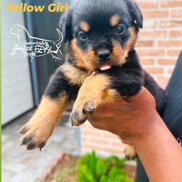 Yellow Female - Black and mahogany female Rottweiler puppy in Humble, Texas from Inexorable Haus Early Rotts
