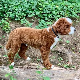 Australian Labradoodle Puppies from Cedar Creek Labradoodles