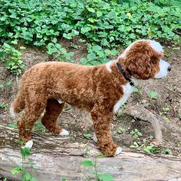 Australian Labradoodle Puppies from Cedar Creek Labradoodles