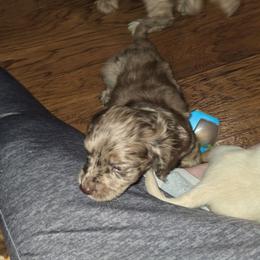 Finn - Merle male Cockapoo puppy in Holden, Missouri from Rouffman Doodles