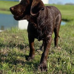 Dilute Retriever and Labrador Retriever Puppies from SmoKy Hills Labradors