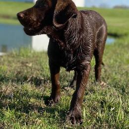 Dilute Retriever and Labrador Retriever Puppies from SmoKy Hills Labradors