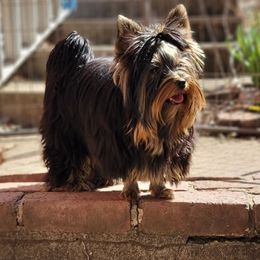 Poppy - Yorkshire Terrier