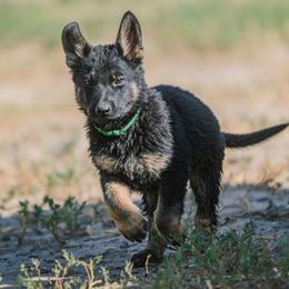 Green - Black and tan male German Shepherd puppy in Rolling Hills, Wyoming from Wyohaus German Shepherds