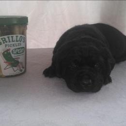 Pickles - Black male Labrador Retriever puppy in Prince George, Virginia from Kingdom Kenelz Labradors