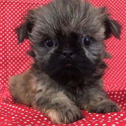 Monkie Kisses - Brindle male Shih Tzu puppy in Lone Oak, Texas from Your Fuzzy Puppy