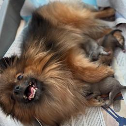 Pomeranian Puppies from Tinkerpoms