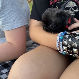 Pug All Grown Up from Delta pug puppies