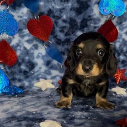 Black and cream - Black and cream male Dachshund puppy in Poteau, Oklahoma from Sisters Dazzling Dachshunds