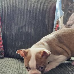 Girl 1 - Lilac female Boston Terrier puppy in Long Lane, Missouri from Tellier's AKC Boston Terriers Missouri