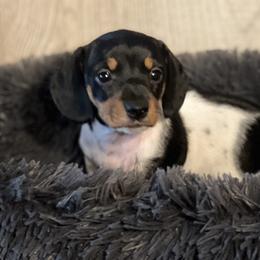 Pepper - Piebald female Dachshund puppy in Choccolocco, Alabama from Ace’s Doxies