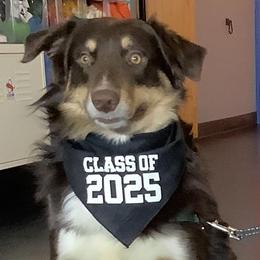 4-N Duke Skywalker - Red tri-color male Australian Shepherd puppy in Waddell, Arizona from Honey and Fig Farm