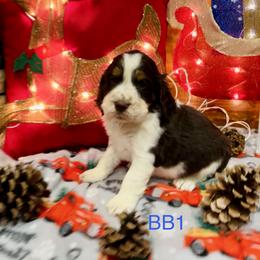 BB1 - Liver white and tan male English Springer Spaniel puppy in Britton, South Dakota from K&S Canines