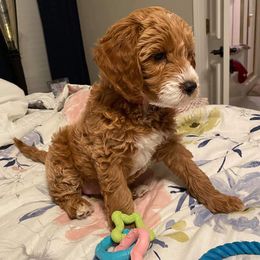 Goldendoodles and Poodles from 580 Poodles & Doodles