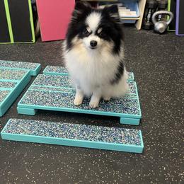 Pomeranians from Oak Leaf Landing