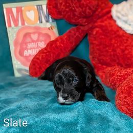 Slate - Black and white male Cockapoo puppy in Sunset, Louisiana from Cano Cockapoos