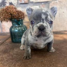 Fluffy blue merel - Blue female French Bulldog puppy in Tucson, Arizona from Furever Friends