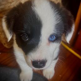 Bubbles - Blue merle and white female American Corgi puppy in Los Angeles, California from Cal Beach Corgis