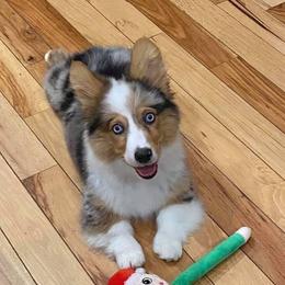 American Corgi, Miniature Australian Shepherd, and Pembroke Welsh Corgi Puppies from Rafter C Aussies & Corgis