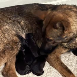 Boy 1 - Black and red male German Shepherd puppy in Carbondale, Kansas from Cunningham German Shepherds, LLC