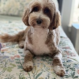 Penny - Goldendoodle