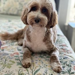Penny - Goldendoodle