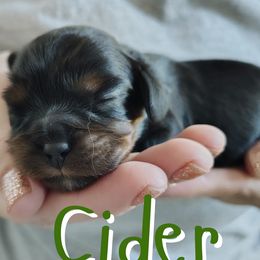 Cider - Black and tan male Cavalier King Charles Spaniel puppy in Rockville, Maryland from Skais the Limit Cavaliers