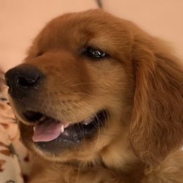 LAVENDER - Dark golden Golden Retriever puppy in Woodland Hills, California from Rowan Red Retrievers