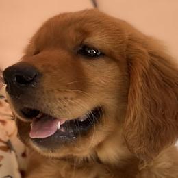 LAVENDER - Dark golden Golden Retriever puppy in Woodland Hills, California from Rowan Red Retrievers