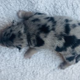 Vixen - Merle Pomsky puppy in Greenville, South Carolina from Thicketty Mountain Pomskies