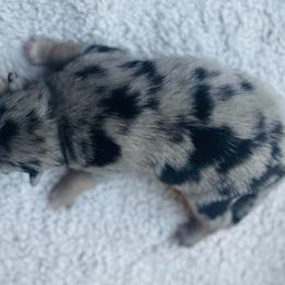 Vixen - Merle Pomsky puppy in Greenville, South Carolina from Thicketty Mountain Pomskies