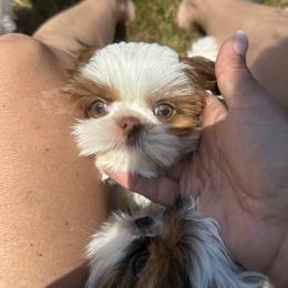 Mickey - Red and white male Shih Tzu puppy in Elma, Washington from Puddle Jumpers Shih Tzus