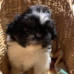 Boy 1 Buster - Black and white male Shih Tzu puppy in Chipley, Florida from Shih Tzu Babies