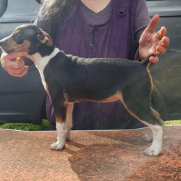 Jet - Black white and tan female Rat Terrier puppy in Gig Harbor, Washington from DHart Farm & Kennel