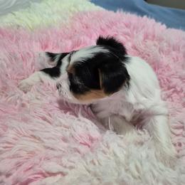 Yorkshire Terrier Puppies from Yorkie Tales