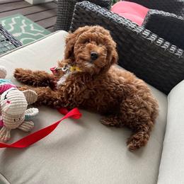 Shepherd, now SCOTTIE - Red  male Goldendoodle puppy in Lillington, North Carolina from Peace, Love, and Puppies at the Creek