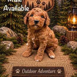 Wrangler - Red male Australian Labradoodle puppy in Eastover, North Carolina from Joyful Hearts Australian Labradoodles