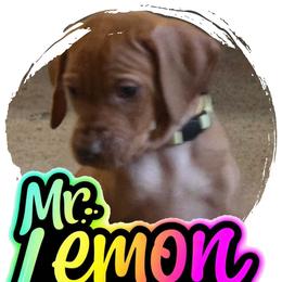 Ms. Purple - Golden rust female Vizsla puppy in Turtle Lake, Wisconsin from Laurie's Vizslas
