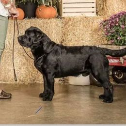 Trooper - Labrador Retriever