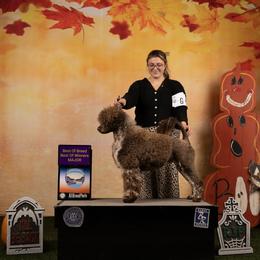 Shout - Portuguese Water Dog