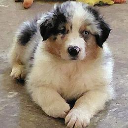 KINDLE - Blue merle male Australian Shepherd puppy in Elk Creek, Missouri from Hearts on Fire Australian Shepherds